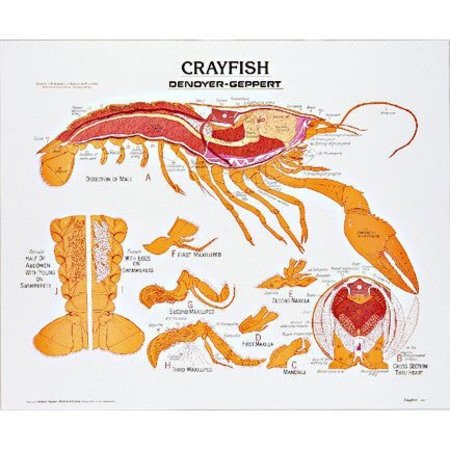 DENOYER-GEPPERT Charts/Posters, Crayfish Chart Mounted 1885-10